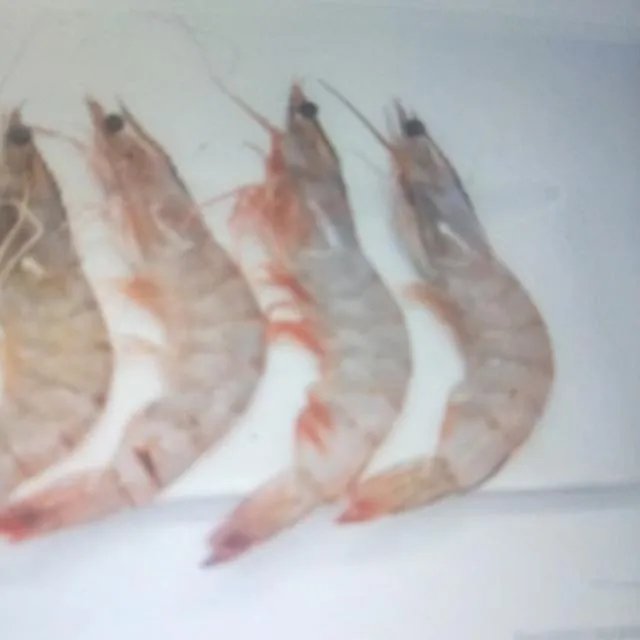 画虾图片?