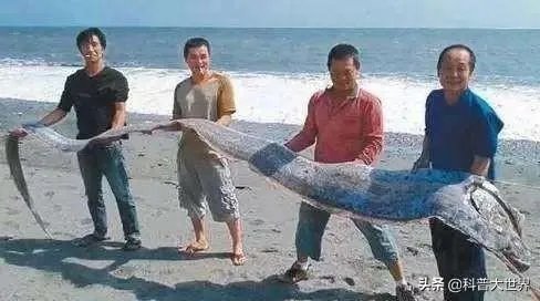 皇带鱼是不是海里面最长的鱼?