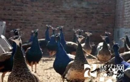 孔雀神木的介绍