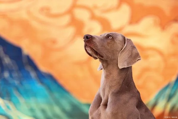 法老猎犬是世界上最为古老的猎犬，法老猎犬起源于什么时候？