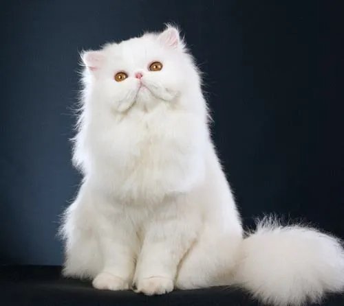 波斯猫多少钱一只?