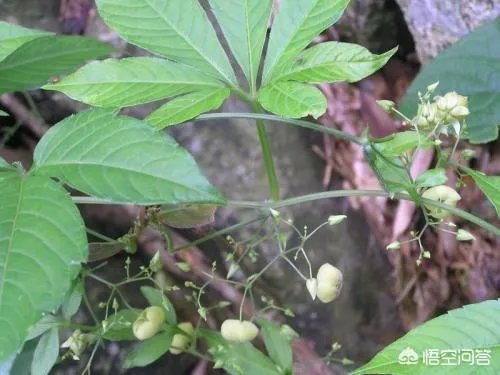 农村名叫“罗锅底”的植物有什么功效和作用?
