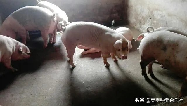农村养殖有什么好的致富项目?