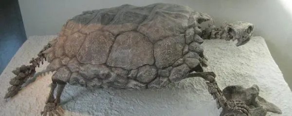 生物界第六次生物大灭绝会在什么时候发生，什么生物会灭绝？