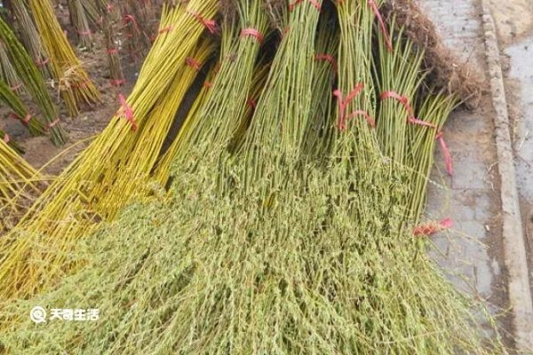 金丝柳的功效与作用