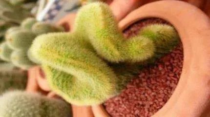多玩英雄联盟盒子安全么？