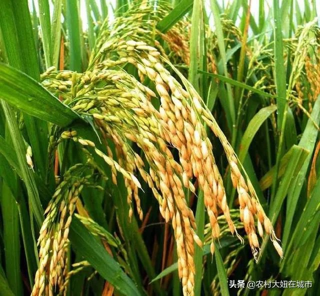 9月7日是袁隆平90岁生日，你想对他说一句什么话呢？