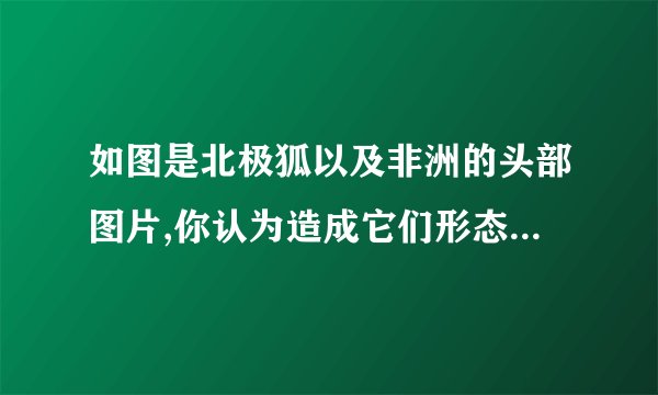 如图是北极狐以及非洲的头部图片,你认为造成它们形态差异的主要原因是(  )A. 水    B. 空气    C. 温度    D. 阳光