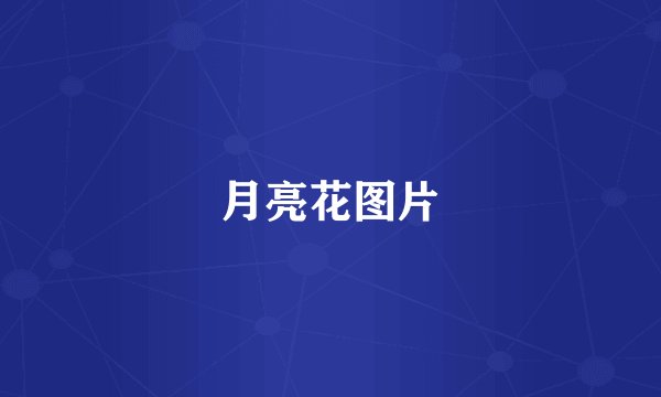 月亮花图片