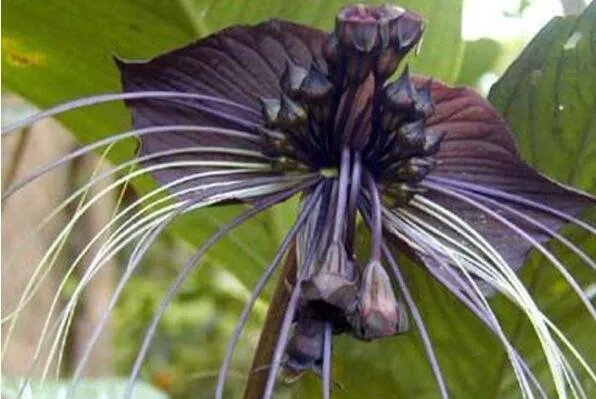 世界上10种奇异的黑色花 黑牡丹上榜，第四也被称作“情花”