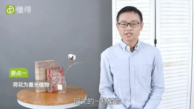 荷花什么时候开