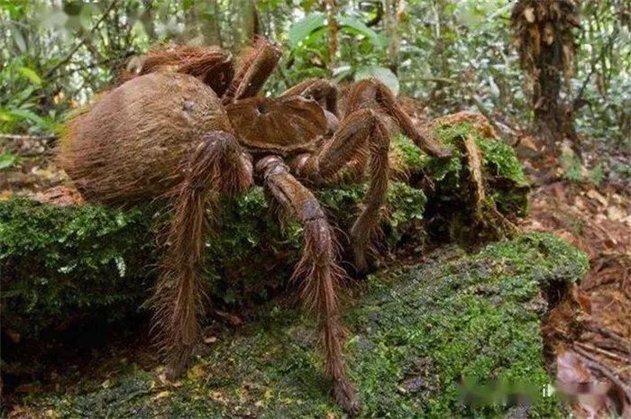 食人蜘蛛世界上有没有 世界上最大的蜘蛛有多大(25cm)