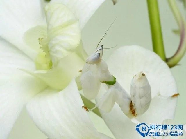 哪些动物能够“完美伪装”？你能识破吗？