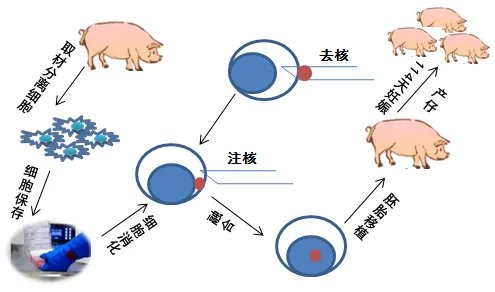 北京女子花25万克隆自己已经去世的宠物狗，我国的克隆技术处于什么水平？