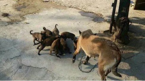 马犬的价格马犬价格是多少
