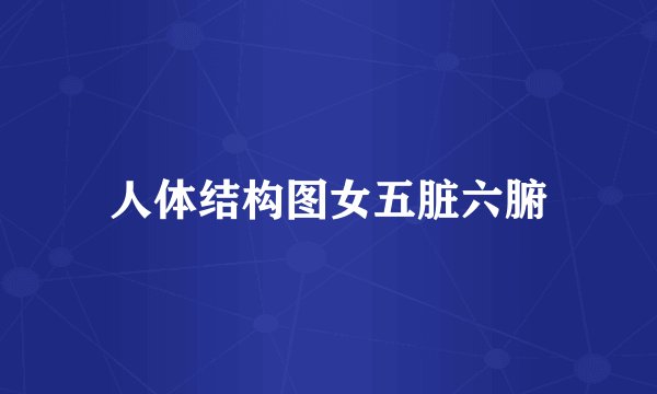 人体结构图女五脏六腑