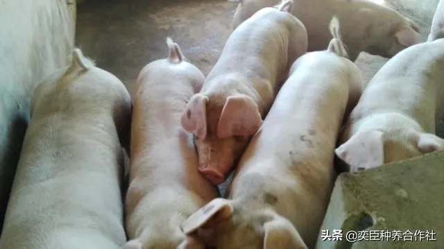 农村养殖有什么好的致富项目?