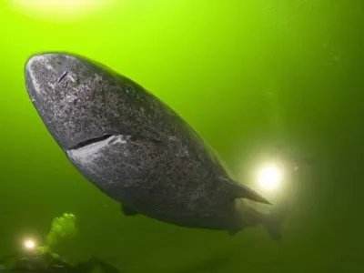 格陵兰鲨鱼遍布在全球的哪些海域当中？