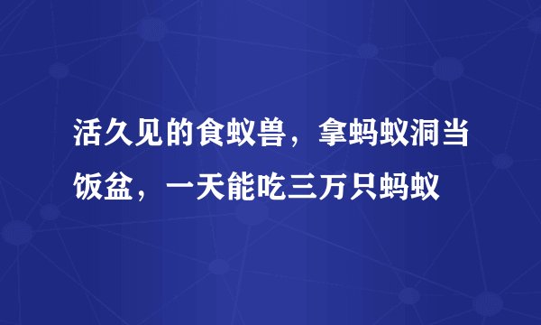 活久见的食蚁兽，拿蚂蚁洞当饭盆，一天能吃三万只蚂蚁