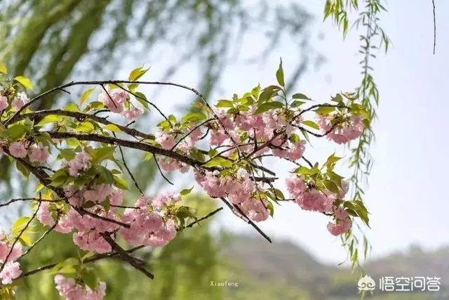灿若夏花不负年华