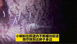 路人镜头下的刘德华 年龄真数字的动态图