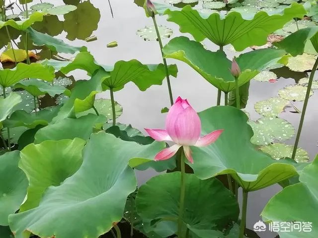 在你旅行的记忆里,哪里的女孩最美?