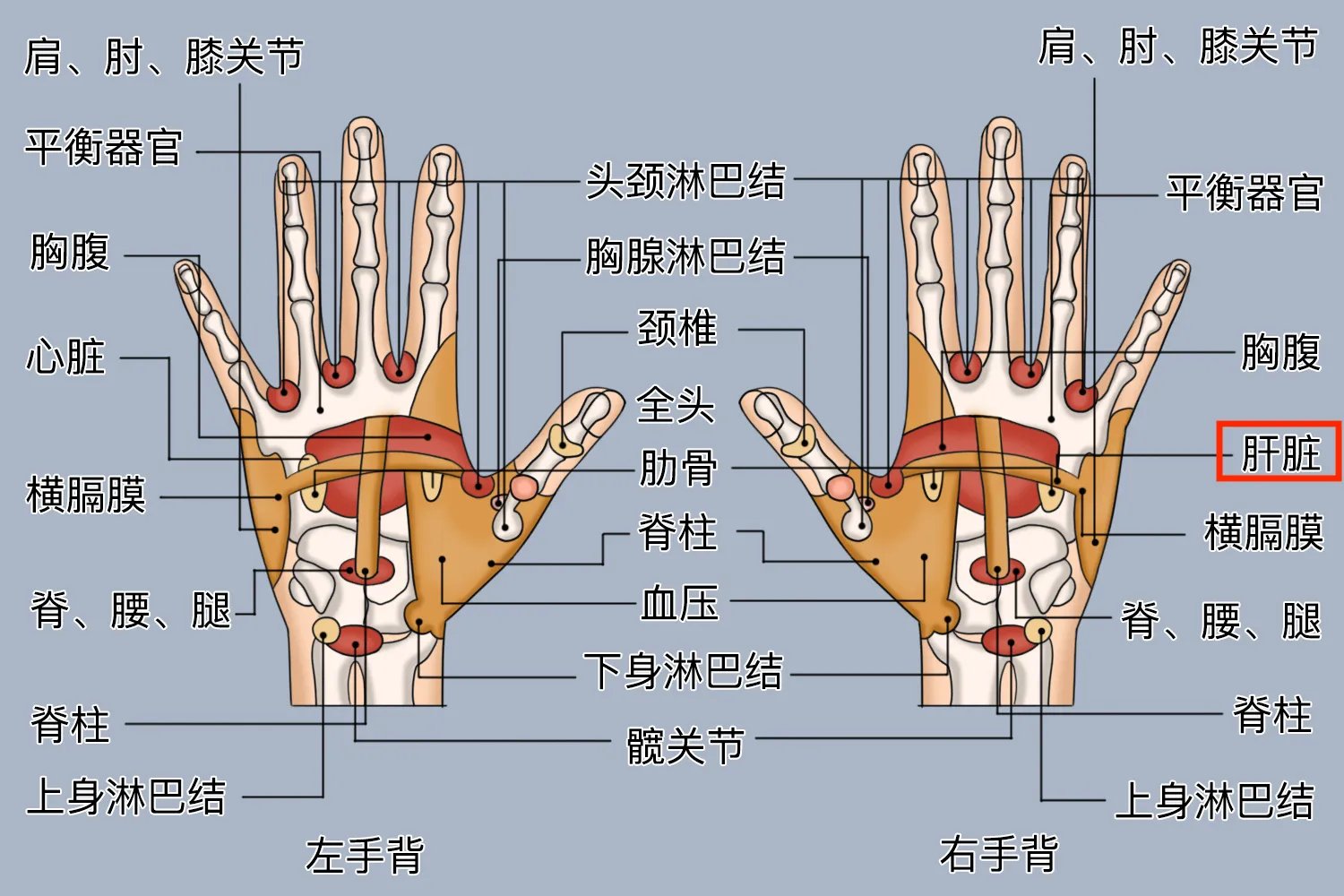 肝的反射区准确位置图