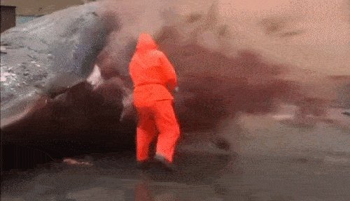 鲸鱼爆炸