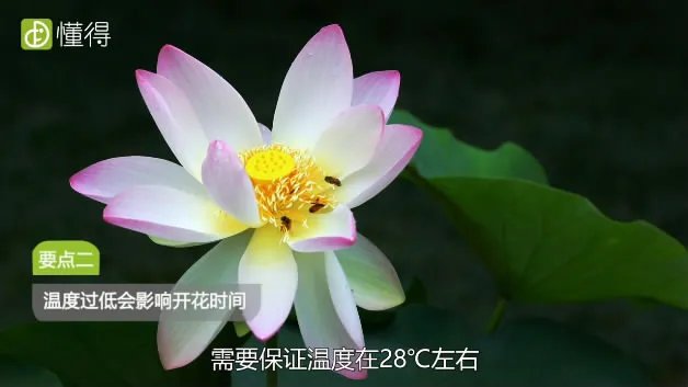 荷花什么时候开