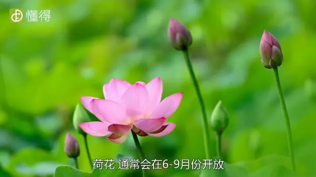 荷花什么时候开