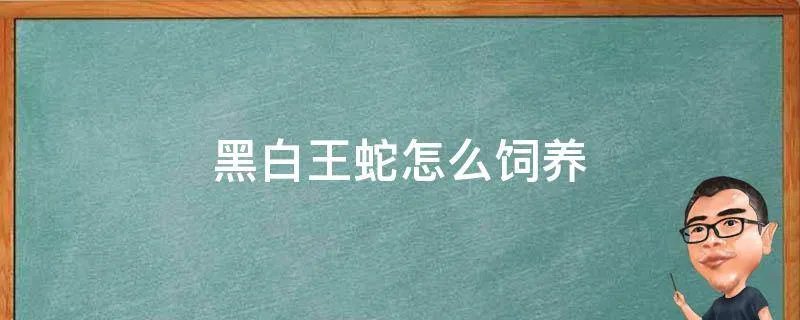 黑白王蛇怎么饲养