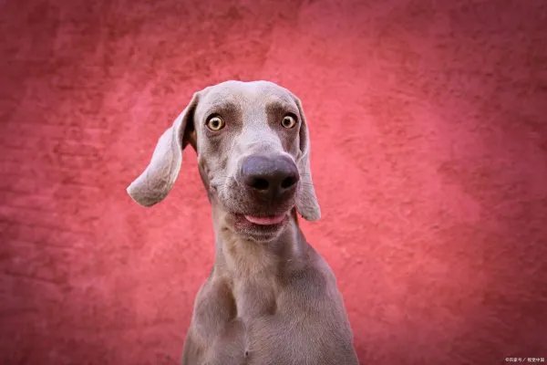 法老猎犬是世界上最为古老的猎犬，法老猎犬起源于什么时候？