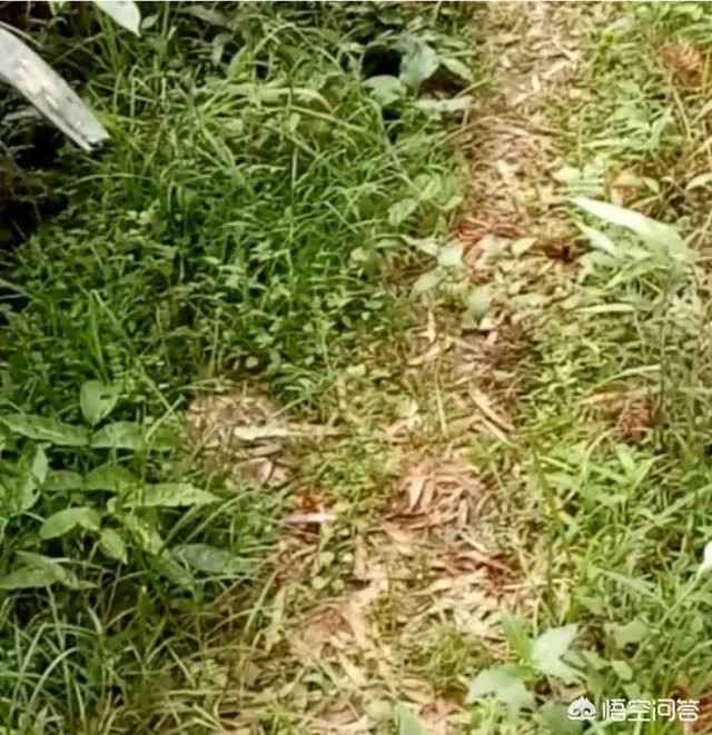 哪些动物能够“完美伪装”？你能识破吗？