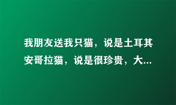 我朋友送我只猫，说是土耳其安哥拉猫，说是很珍贵，大家帮我看看是不是真的，谢谢！