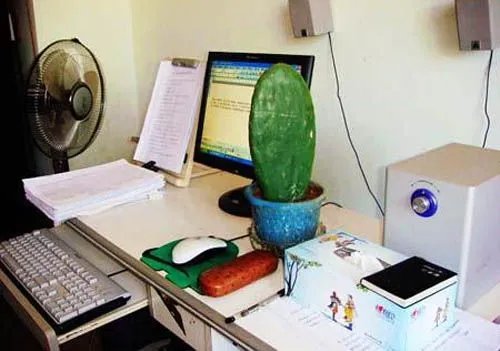办公桌上放什么植物好