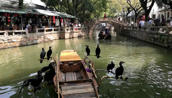 乌鸦为什么被称为鸟中诸葛 乌鸦被称为鸟中诸葛原因