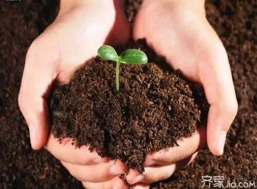 什么是草炭土 草炭土制作过程