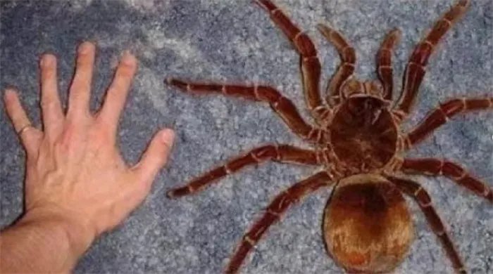 食人蜘蛛世界上有没有 世界上最大的蜘蛛有多大(25cm)