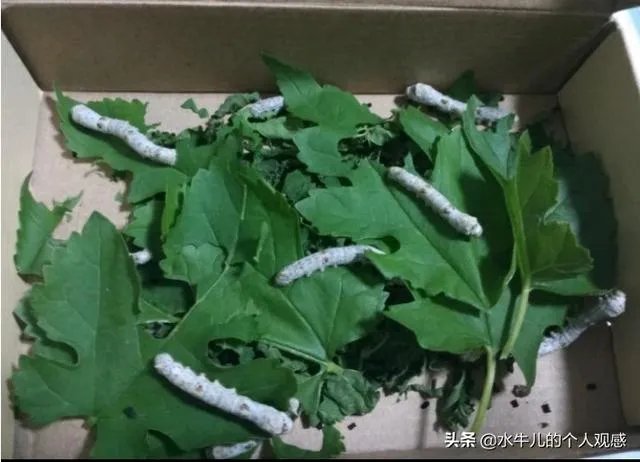 农村养殖有什么好的致富项目？