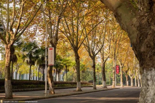 武汉秋天最美的一条路:华中农业大学学院路