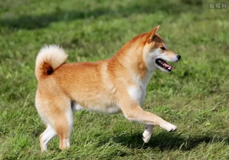导盲犬品种有哪些 导盲犬价格多少钱