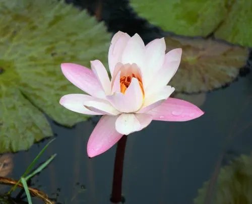 农村老话:一根草一滴露,讲的是什么意思?
