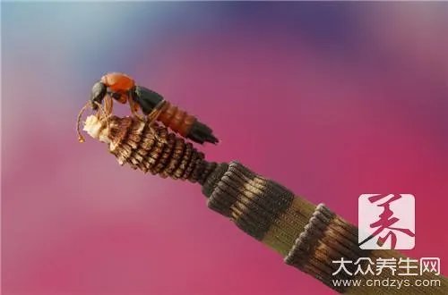  蜱虫咬人后怎么办
