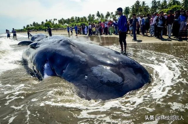 鲸鱼爆炸