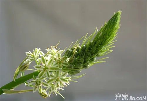 万年青花养殖 教你如何养万年青