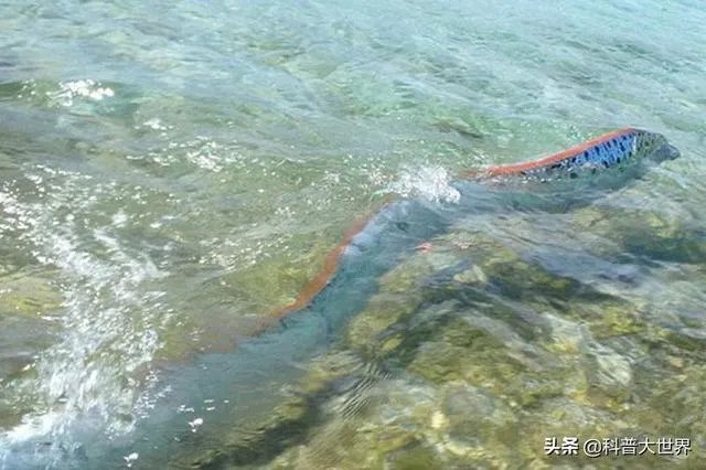 皇带鱼是不是海里面最长的鱼?