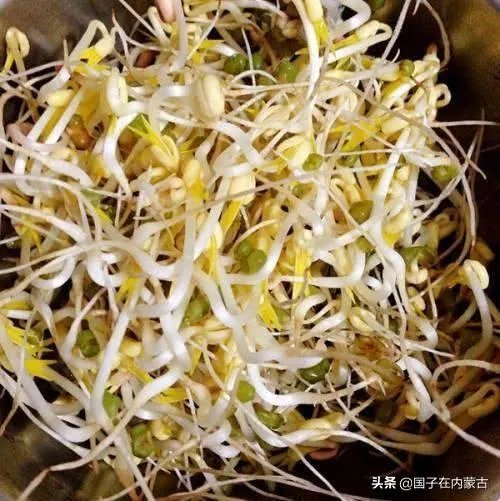 绿豆芽生长情况记录表？