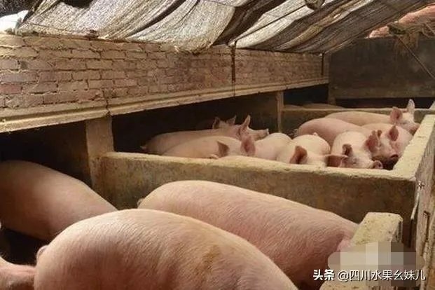 农村做什么生意好?
