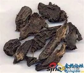 乌头草有哪些疗效和功能?