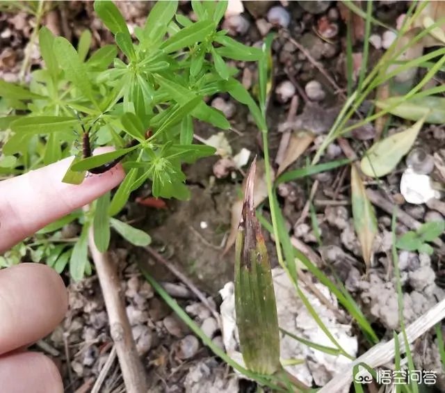 哪些动物能够“完美伪装”？你能识破吗？